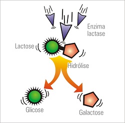 quebra da lactose